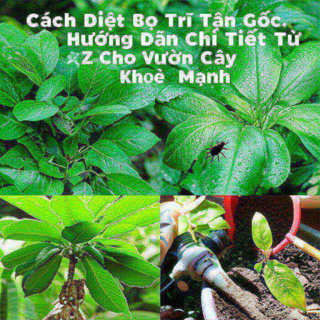 Cách Diệt Bọ Trĩ Tận Gốc: Hướng Dẫn Chi Tiết Từ A-Z Cho Vườn Cây Khỏe Mạnh