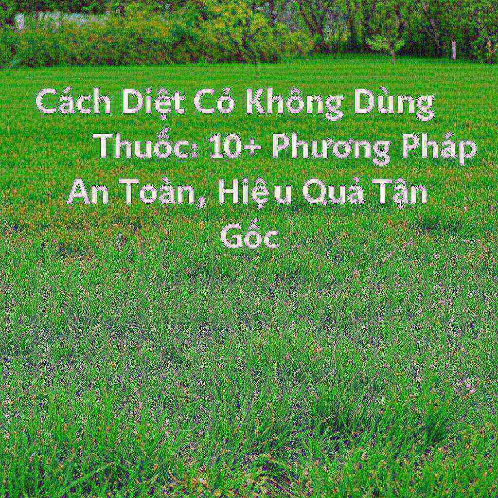 Hình minh họa cho bài viết: Cách Diệt Cỏ Không Dùng Thuốc: 10+ Phương Pháp An Toàn, Hiệu Quả Tận Gốc