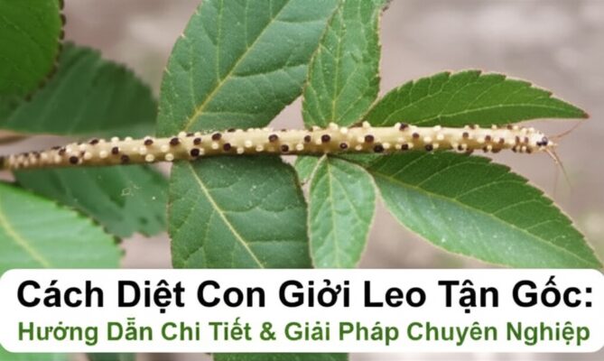 Cách Diệt Con Giời Leo Tận Gốc: Hướng Dẫn Chi Tiết & Giải Pháp Chuyên Nghiệp