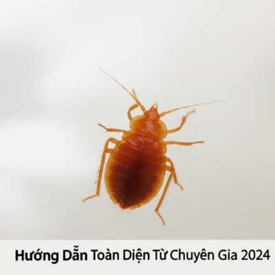 Cách Diệt Cuốn Chiếu Tận Gốc: Hướng Dẫn Toàn Diện Từ Chuyên Gia 2024