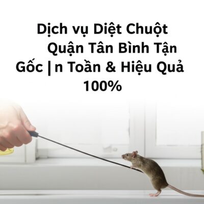 Dịch vụ Diệt Chuột Quận Tân Bình Tận Gốc | An Toàn & Hiệu Quả 100%