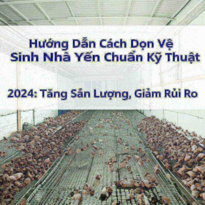 Hướng Dẫn Cách Dọn Vệ Sinh Nhà Yến Chuẩn Kỹ Thuật 2024: Tăng Sản Lượng, Giảm Rủi Ro