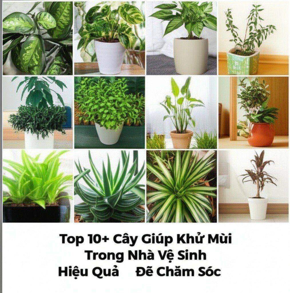 Hình minh họa cho bài viết: Top 10+ Cây Giúp Khử Mùi Trong Nhà Vệ Sinh Hiệu Quả, Dễ Chăm Sóc